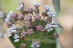 Pinewoods milkweed